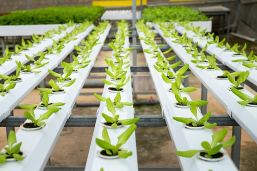 Plantation Crop Technology