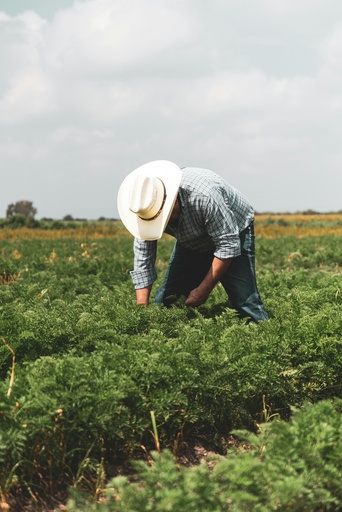 Plantation Extension Management