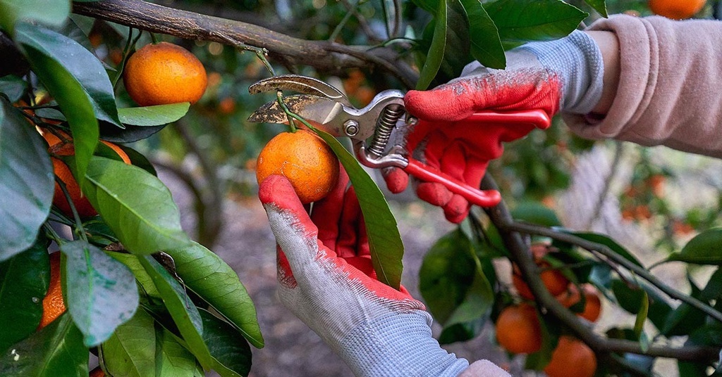 Post-Harvest Technology